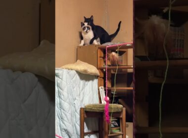 子ネコ２匹。黒猫の黒夢、シャムのパンダに、背後から、いじりまくる