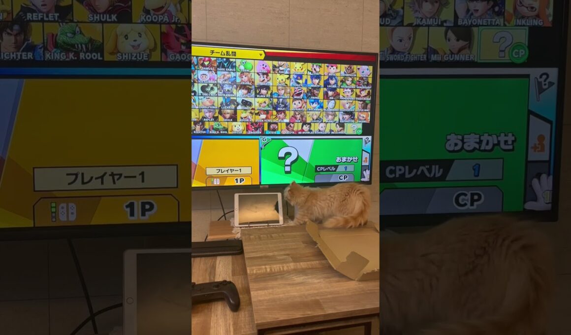 テレビに夢中になり過ぎてしまった猫🐱 #アメリカンカール #ラガマフィン #猫のいる暮らし #猫 #cat #cute