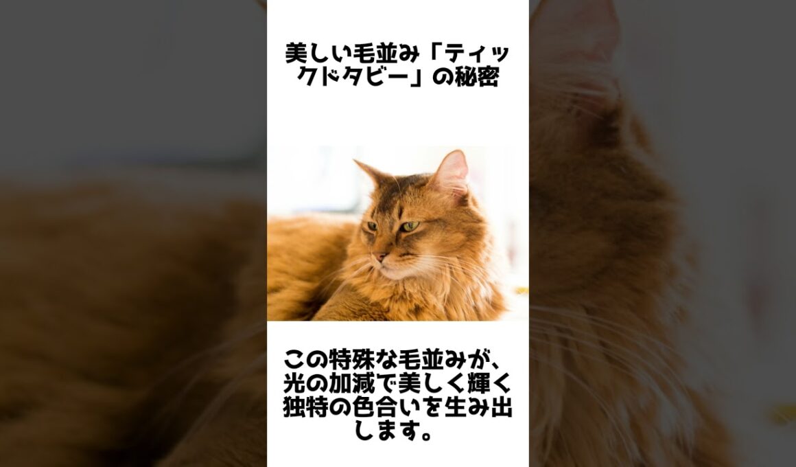 優雅な長毛の冒険家！ソマリの魅力と秘密5選 #動物雑学 #shorts #1分雑学 #猫 #ソマリ