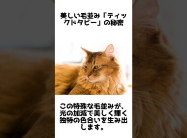 優雅な長毛の冒険家！ソマリの魅力と秘密5選 #動物雑学 #shorts #1分雑学 #猫 #ソマリ