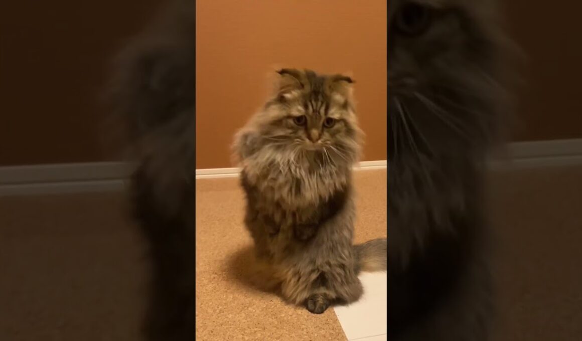 🇯🇵long hair Munchkin🥸🥸