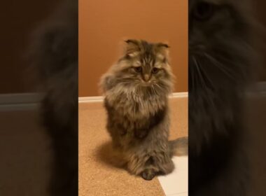 🇯🇵long hair Munchkin🥸🥸