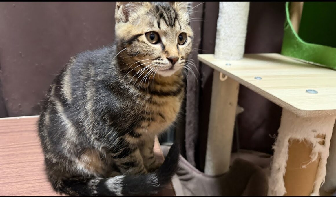 子猫ルームから生配信🐈