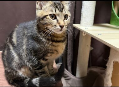 子猫ルームから生配信🐈