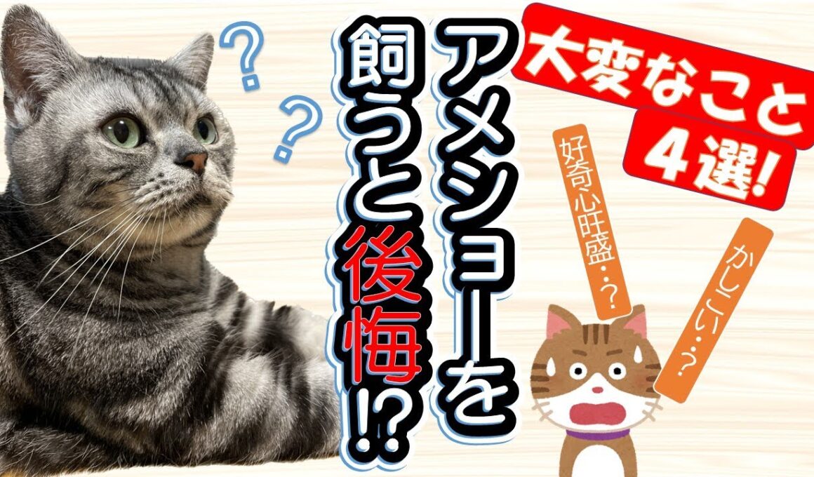 【アメショーを飼う前にみて！】これが耐えられるなら飼える！？「飼いにくいと感じる４つの大変なポイント」