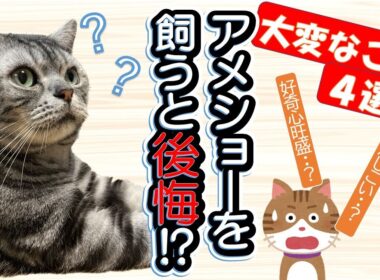 【アメショーを飼う前にみて！】これが耐えられるなら飼える！？「飼いにくいと感じる４つの大変なポイント」