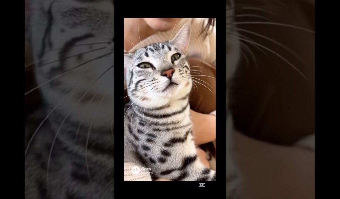 マメちゃんミケちゃんが、エジプシャンマウを連れて帰って来た！