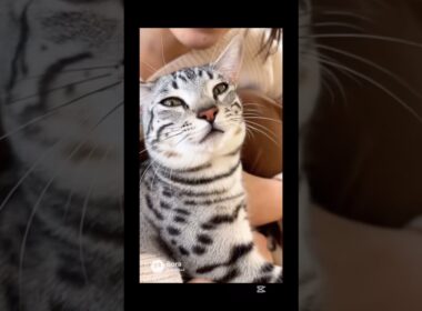 マメちゃんミケちゃんが、エジプシャンマウを連れて帰って来た！