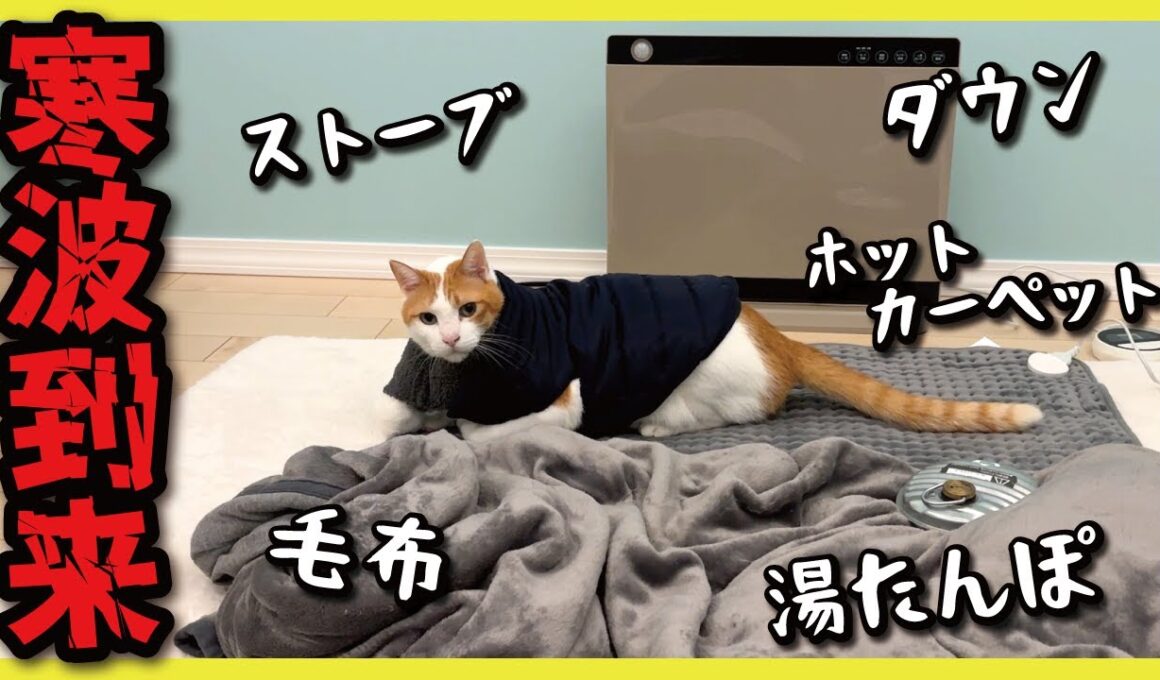 【マイナス２度】寒がりな猫に暖房グッズを大量に用意してあげました！！！