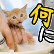 汚れていたのでシャンプーしました（2部）もこもこ子猫がかわいすぎる【保護猫生活】