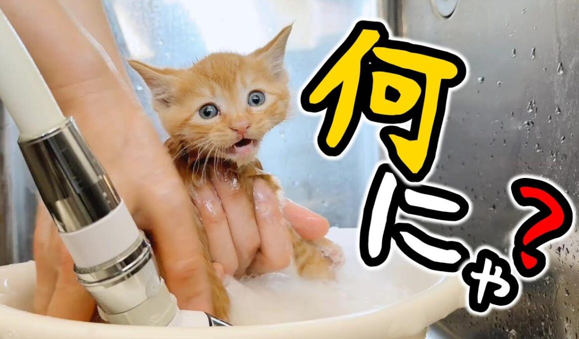 汚れていたのでシャンプーしました（2部）もこもこ子猫がかわいすぎる【保護猫生活】