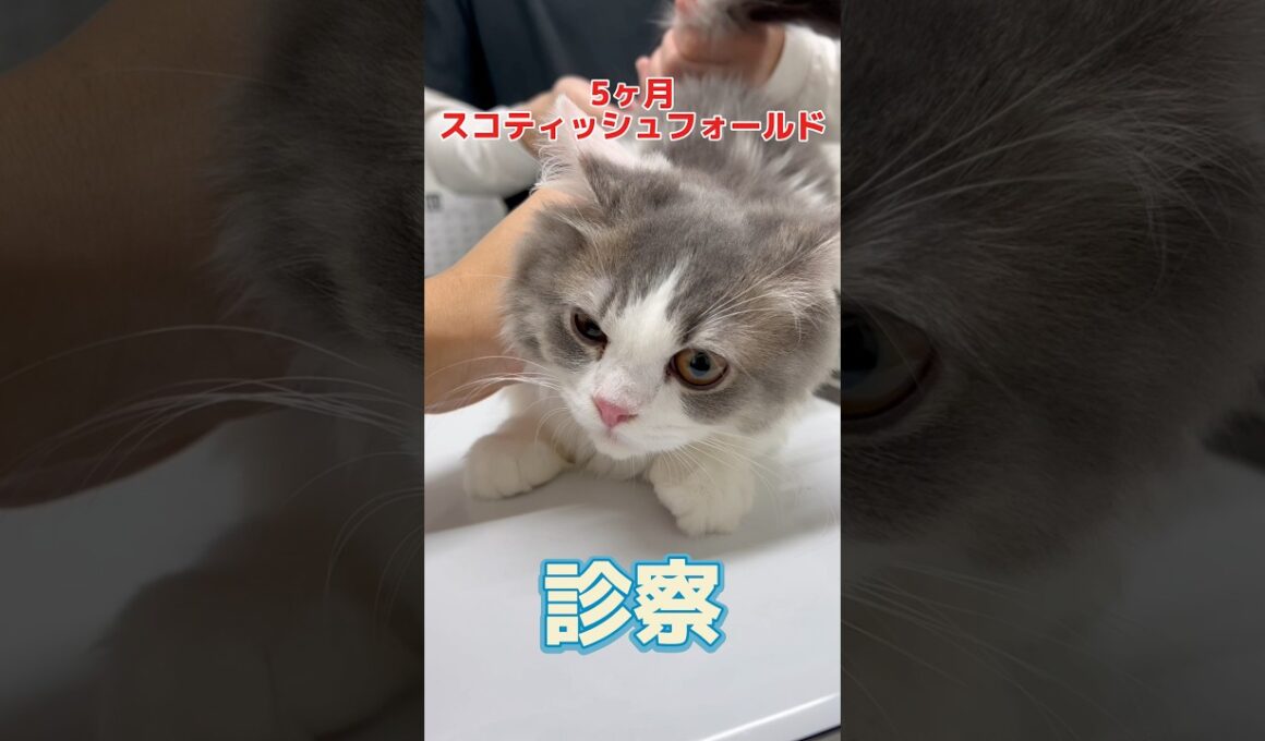 お家に来て初めてのワクチン接種をしに来た5ヶ月のスコティッシュフォールドが動物病院にやって来た！