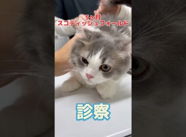 お家に来て初めてのワクチン接種をしに来た5ヶ月のスコティッシュフォールドが動物病院にやって来た！