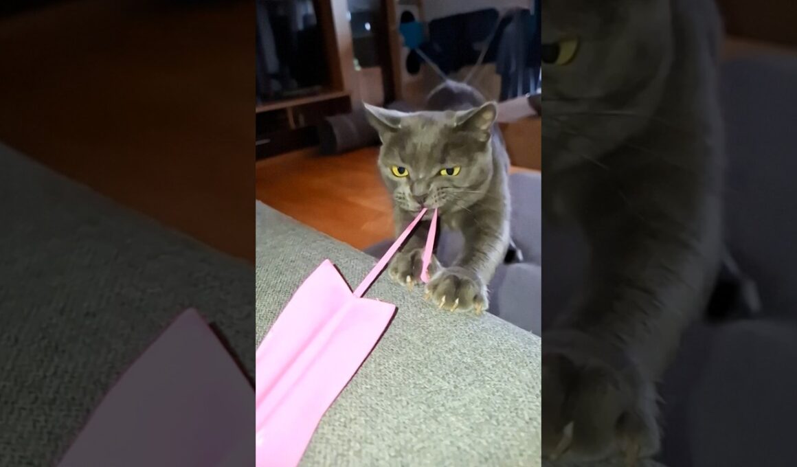 Muscle Korat kitten, Life gatita musculosa #muscle #cat #hype #challenge #trend #gatos #thaicat