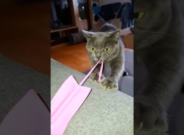 Muscle Korat kitten, Life gatita musculosa #muscle #cat #hype #challenge #trend #gatos #thaicat