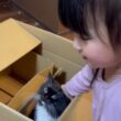 ダンボール内から遊び見学する猫　ラガマフィンA cat looking out from inside a cardboard box. Ragamuffin