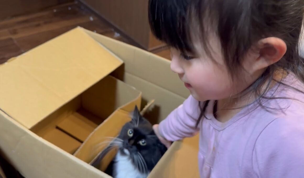 ダンボール内から遊び見学する猫　ラガマフィンA cat looking out from inside a cardboard box. Ragamuffin