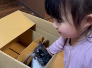 ダンボール内から遊び見学する猫　ラガマフィンA cat looking out from inside a cardboard box. Ragamuffin