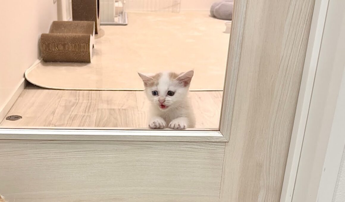 保護した子猫が初めてひとりでお留守番に挑戦したら不安すぎてこうなっちゃいました。