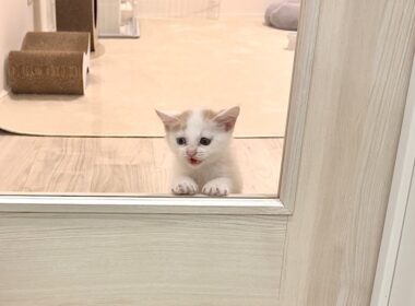 保護した子猫が初めてひとりでお留守番に挑戦したら不安すぎてこうなっちゃいました。