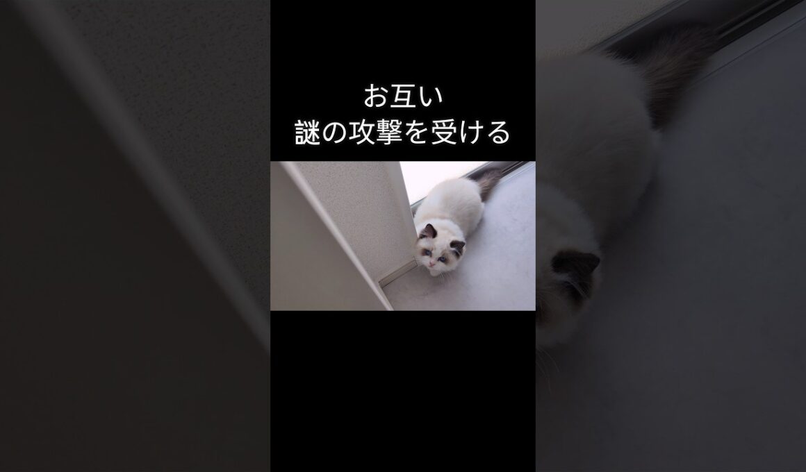 メルは一本背負いされがち🥋 #shorts #ラグドール #子猫 #猫のいる生活 #甘えん坊猫 #ぬいぐるみ猫