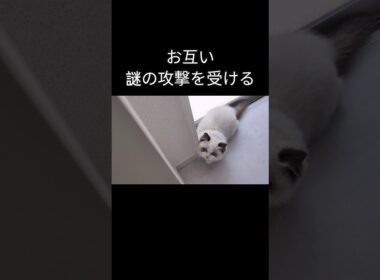 メルは一本背負いされがち🥋 #shorts #ラグドール #子猫 #猫のいる生活 #甘えん坊猫 #ぬいぐるみ猫