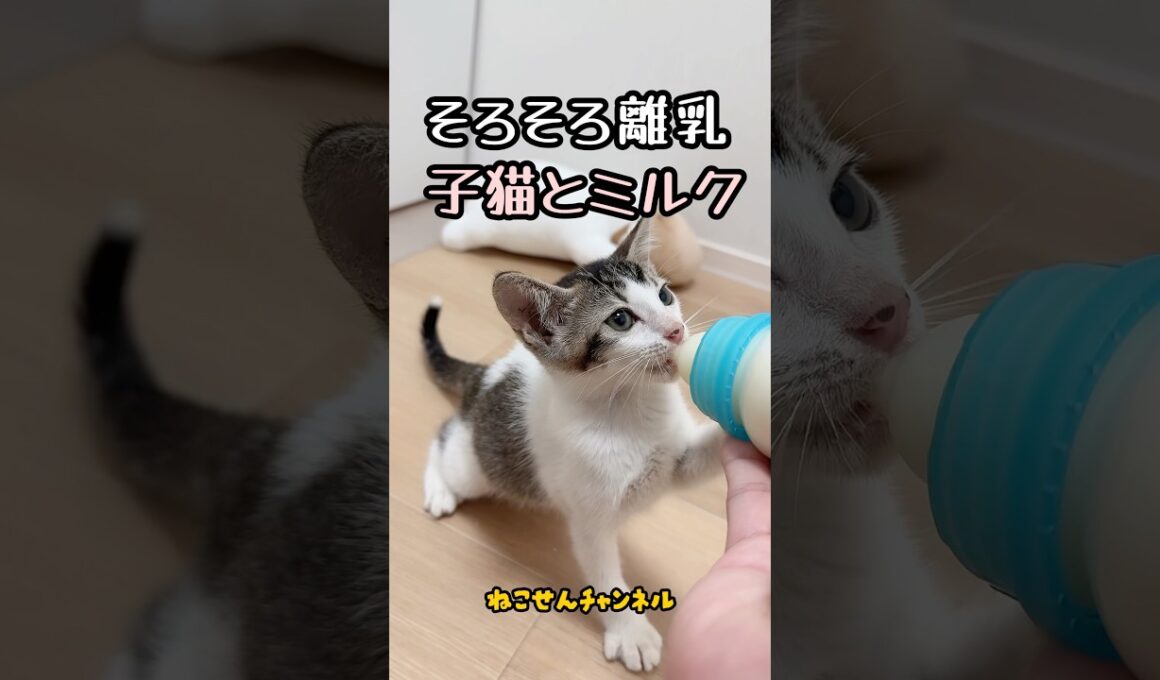 【投げ捨てられた子猫】ミルク姿は可愛いけど、そろそろ卒乳🥰 | ねこせん