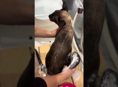 シャムのアポロくんが来てくれました　京都市南区　ペットサロンみぃ〜