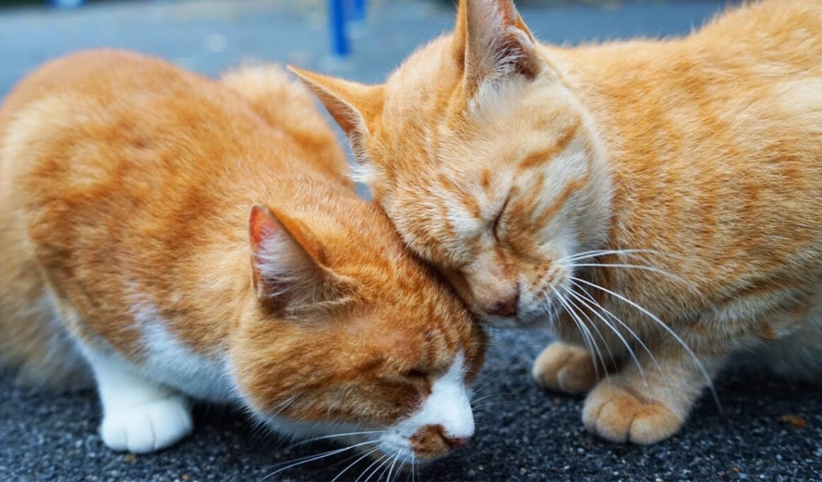 女王猫の約束、果たされた後に判明する真実　Our promise and  their truth