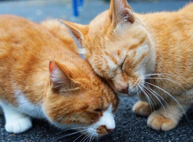 女王猫の約束、果たされた後に判明する真実　Our promise and  their truth