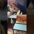 シャムの子ネコ雫「黒猫くーが、ネコジャラシの手本を見せてくれた」