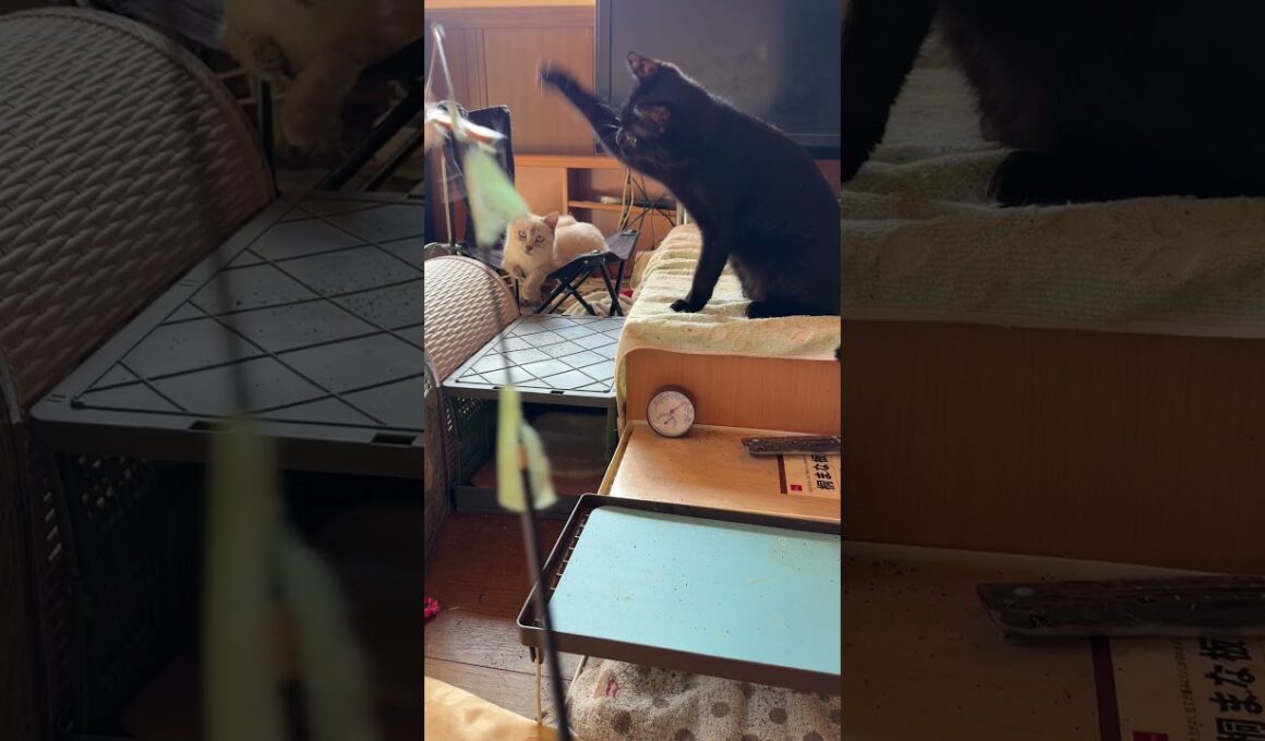 シャムの子ネコ雫「黒猫くーが、ネコジャラシの手本を見せてくれた」