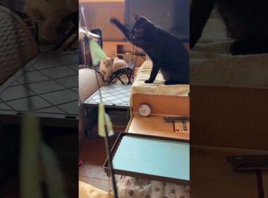 シャムの子ネコ雫「黒猫くーが、ネコジャラシの手本を見せてくれた」