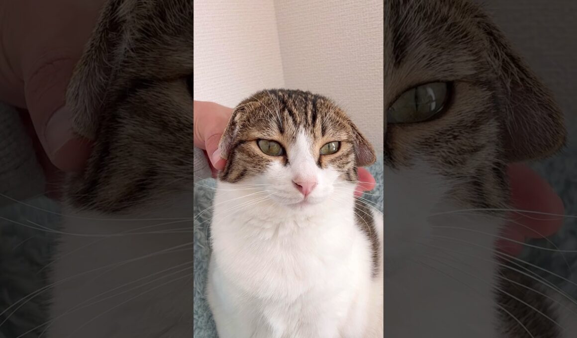 【保護猫】ぺたんとなる猫