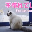 バーマン猫ガブ【不慣れでして。】I’m not  used to it.（バーマン猫）Birman/Cat