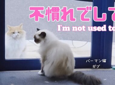 バーマン猫ガブ【不慣れでして。】I’m not  used to it.（バーマン猫）Birman/Cat