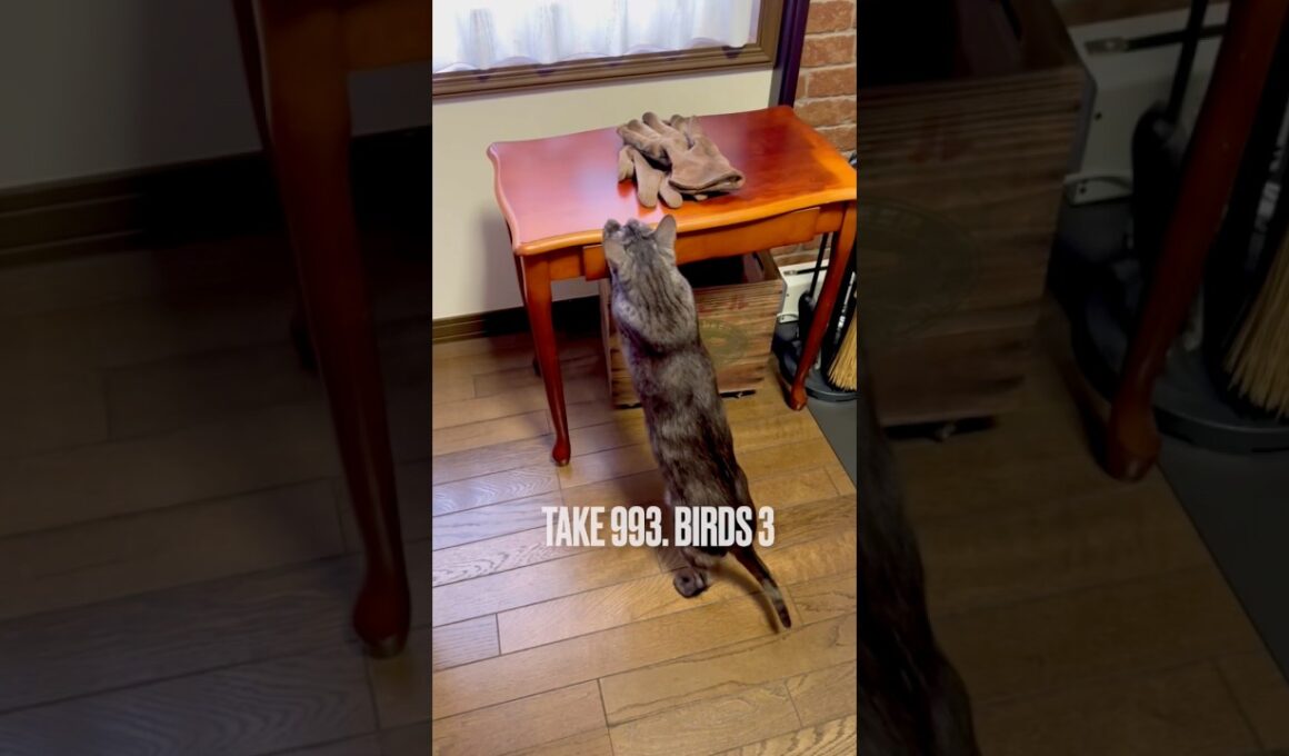 怖かったのか変な声が出た #猫鳴き声 #にゃるそっく #腰がひけてる #egyptianmaucat #エジプシャンマウスモーク #エジプシャンマウ #shorts