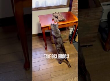 怖かったのか変な声が出た #猫鳴き声 #にゃるそっく #腰がひけてる #egyptianmaucat #エジプシャンマウスモーク #エジプシャンマウ #shorts