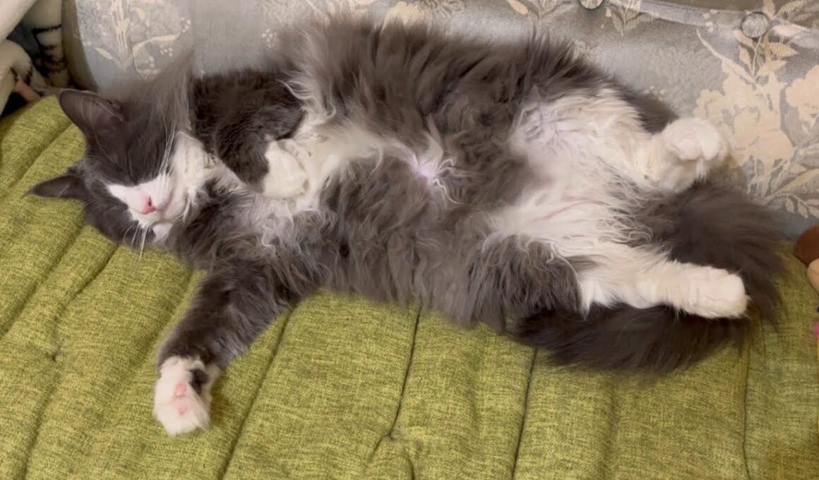 【元気♪】病院に行ってから1週間！！末っ子ターキッシュアンゴラ