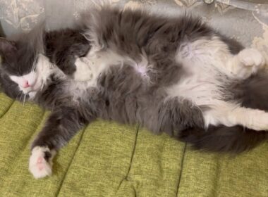 【元気♪】病院に行ってから1週間！！末っ子ターキッシュアンゴラ