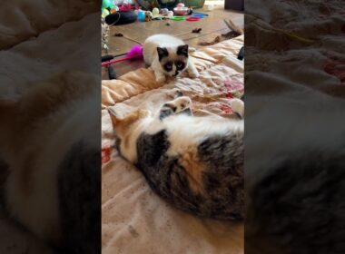 シャムの子ねこパンダ、またたび酔いの三毛猫ミックスに、ビックリ。またたびの粉で、クシャミ連発するミックスに毒霧攻撃を食らい、更に、ビックリ