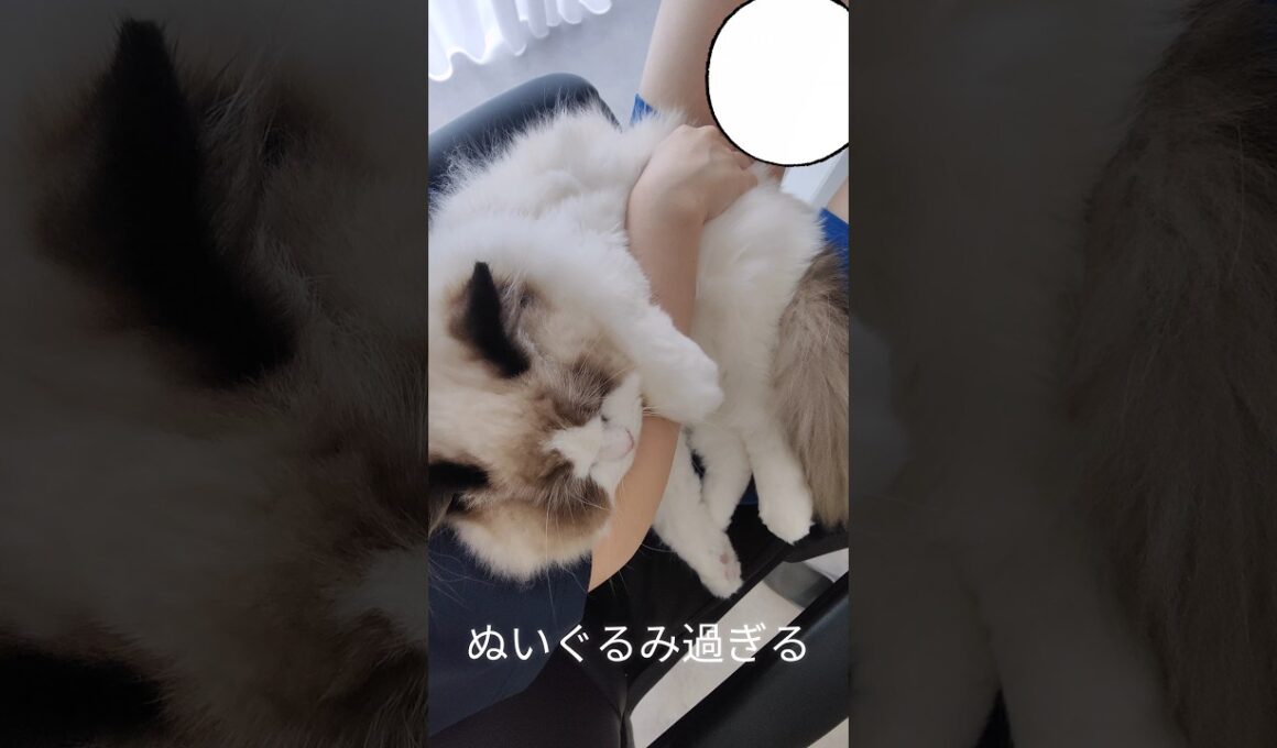 抱っこ＞ご飯🍴#shorts #ラグドール #子猫 #猫のいる生活 #甘えん坊猫 #ぬいぐるみ猫