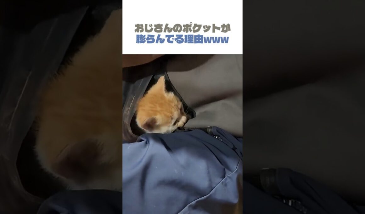 おじさんのポケットが膨らんでる理由www #猫 #子ネコ #子猫 #cat