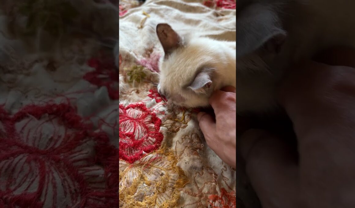 黒猫くー「シャムのパンダくん、布団に巻いたマタタビの残り香に近づいてきたね。雫は、まだ、酔っ払い💦」