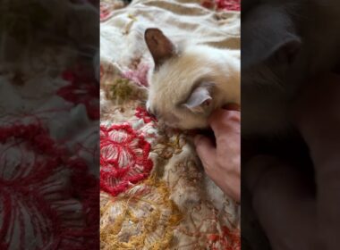 黒猫くー「シャムのパンダくん、布団に巻いたマタタビの残り香に近づいてきたね。雫は、まだ、酔っ払い💦」