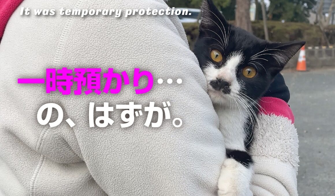 【激痩せ子猫保護】20年の不安より愛を選んだ日