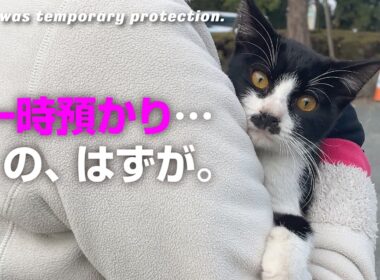【激痩せ子猫保護】20年の不安より愛を選んだ日