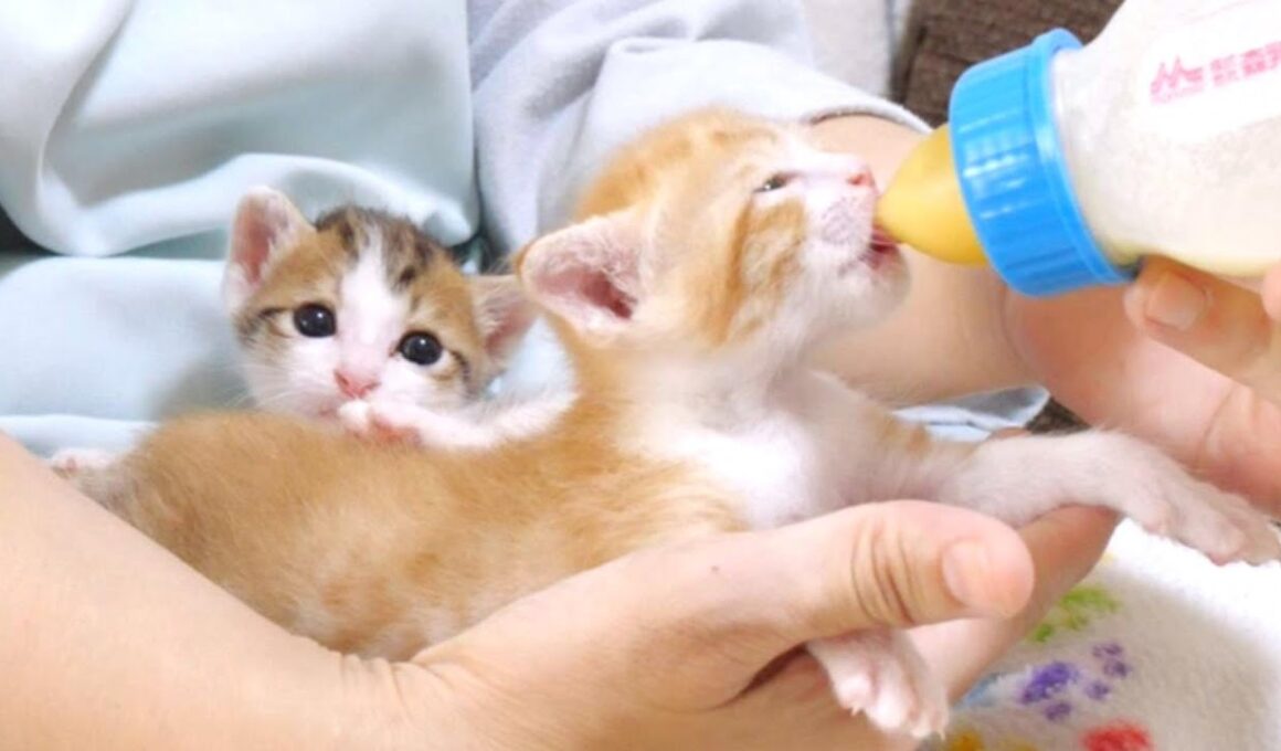 ミルクに気付いた子猫達がモキュモキュ鳴きながら膝に登って来ました【赤ちゃん猫　保護猫】