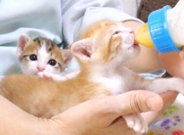 ミルクに気付いた子猫達がモキュモキュ鳴きながら膝に登って来ました【赤ちゃん猫　保護猫】