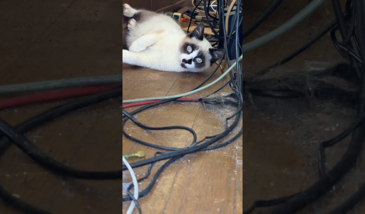 またたび初体験！シャムの子ねこパンダくん、ほろ酔い